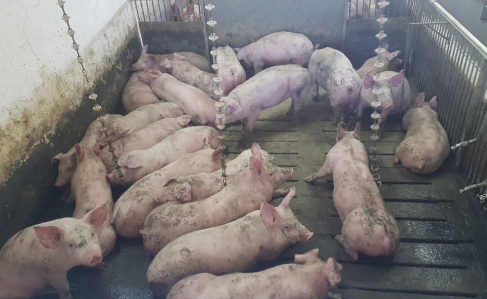 Актюбинская судья признала живых свиней скоропортящейся продукцией