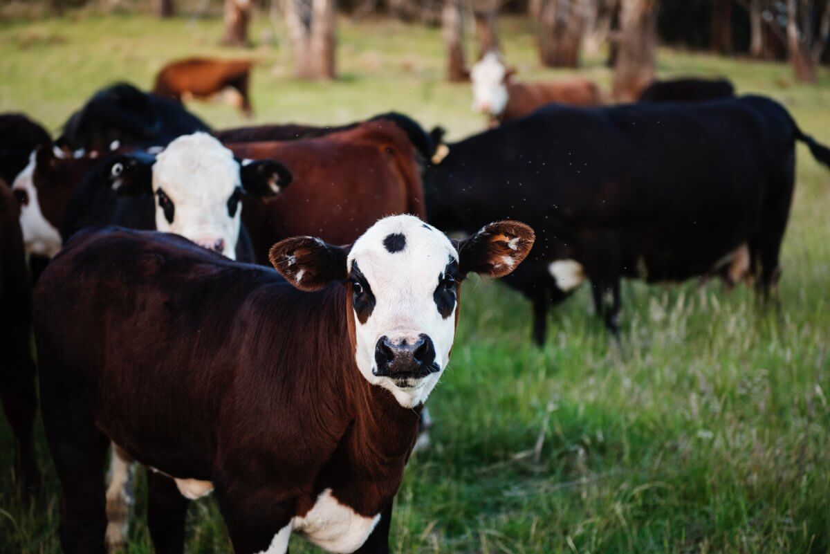 Рассылка о массовом убийстве скота с помощью вакцин появилась в Казнете