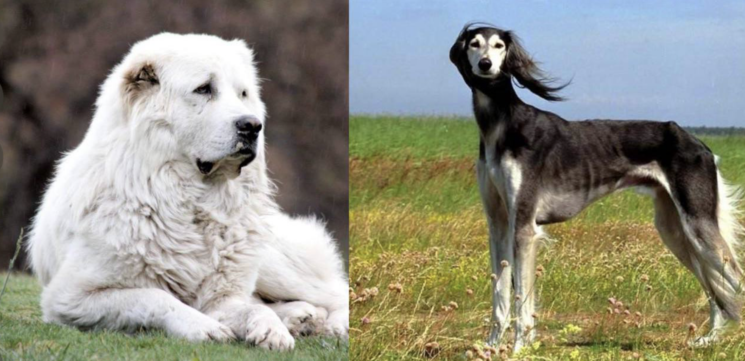 В Казахстане приняли закон по сохранению казахских пород собак тазы и тобет