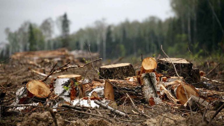 Токаев подписал законы, ужесточающие наказание за экологический вандализм