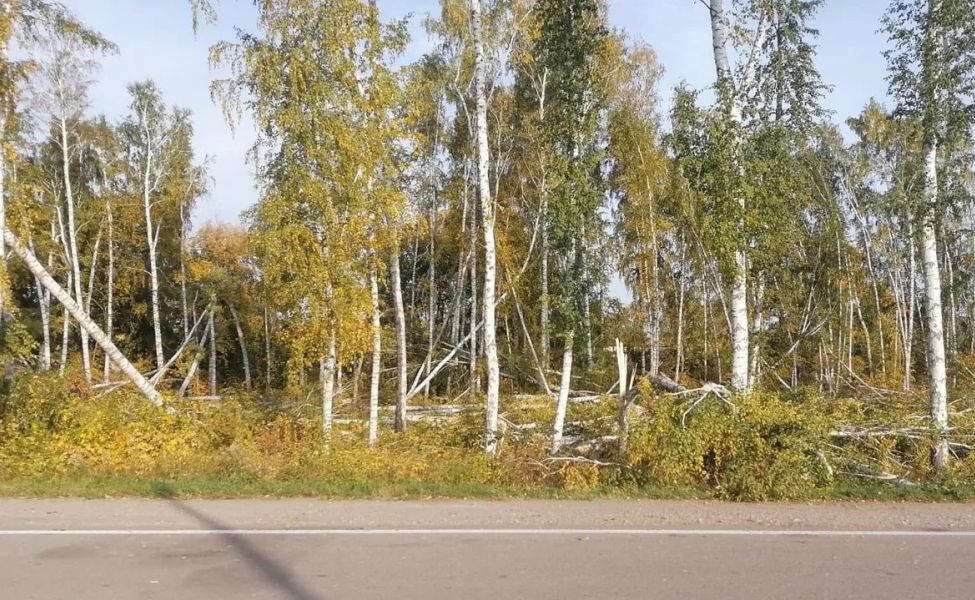  Отговорила роща золотая: суд СКО встал на сторону предпринимателя